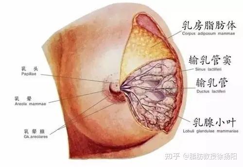 脂肪教授徐扬阳 的想法: 男性乳房发育过度是因为乳腺