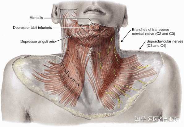 高 的想法: 颈阔肌是面部最大的降肌,对皮肤有下拉作… - 知乎