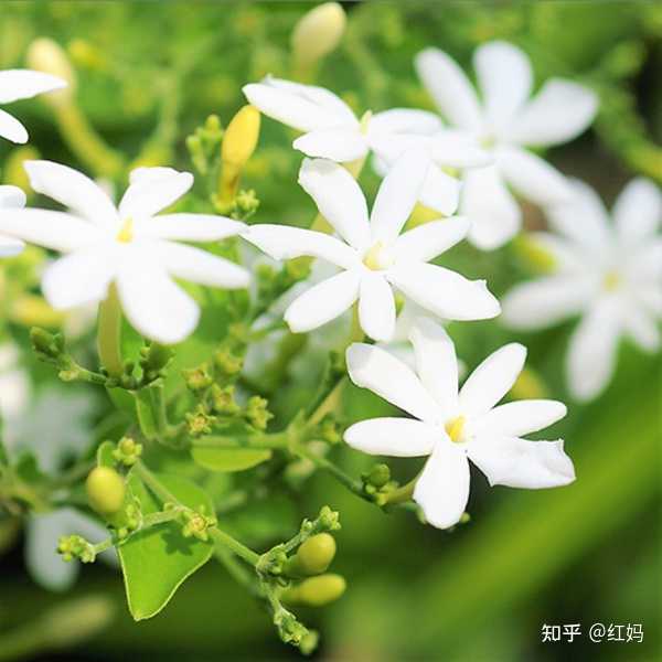 茉莉花有两种一种大花瓣只有五瓣称为大花茉莉主要产自摩洛哥埃及印度