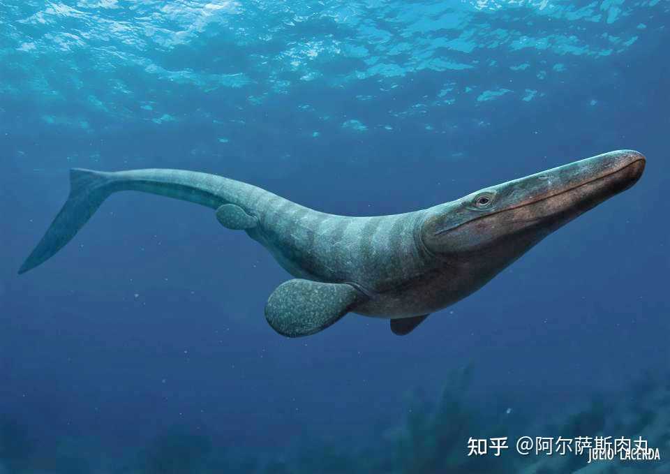 阿尔萨斯肉丸 的想法: "末世海王" 特提斯龙(tethysaurus)是… - 知乎