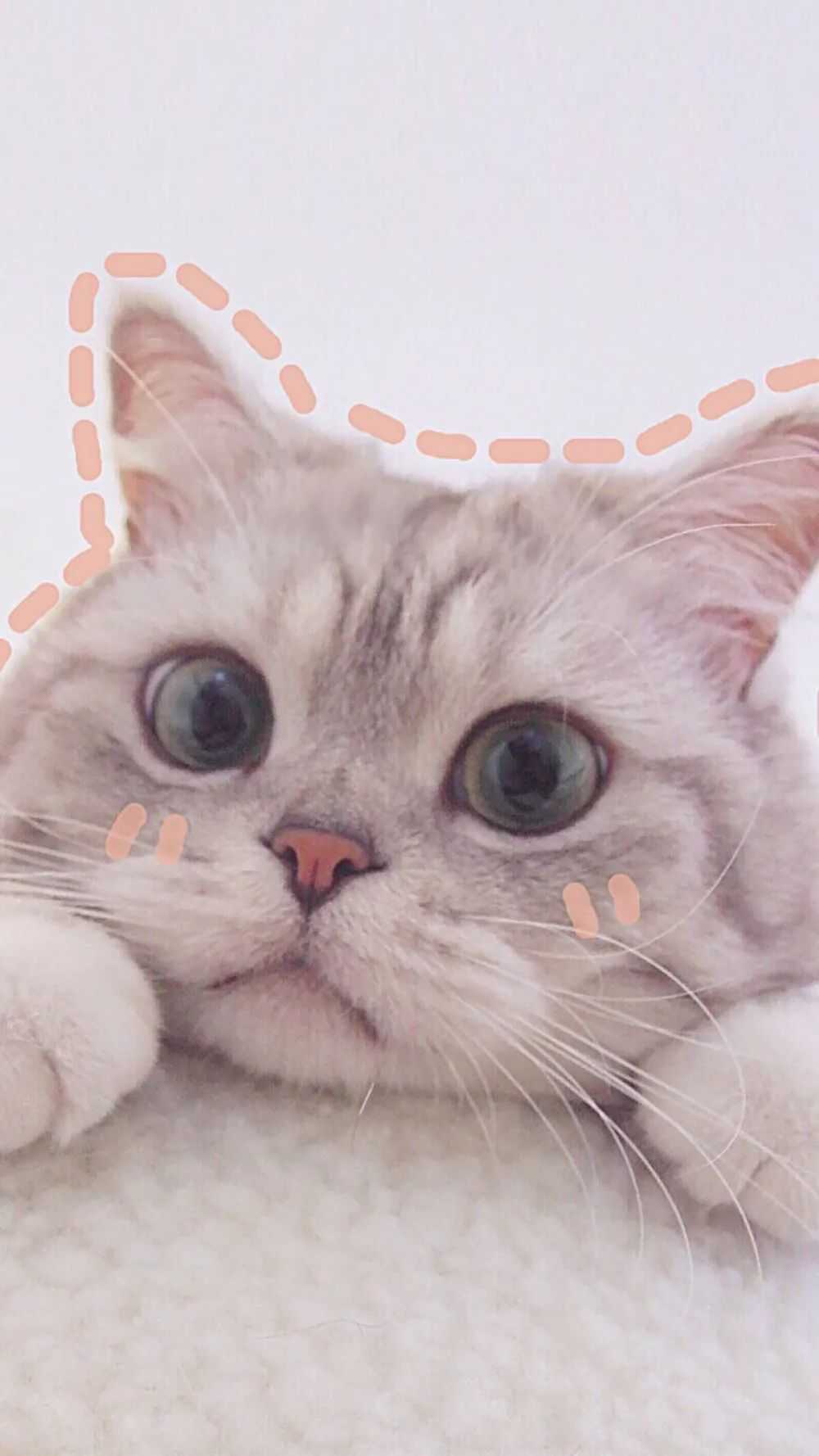 超萌猫猫考研壁纸~ #2022考… - 知乎