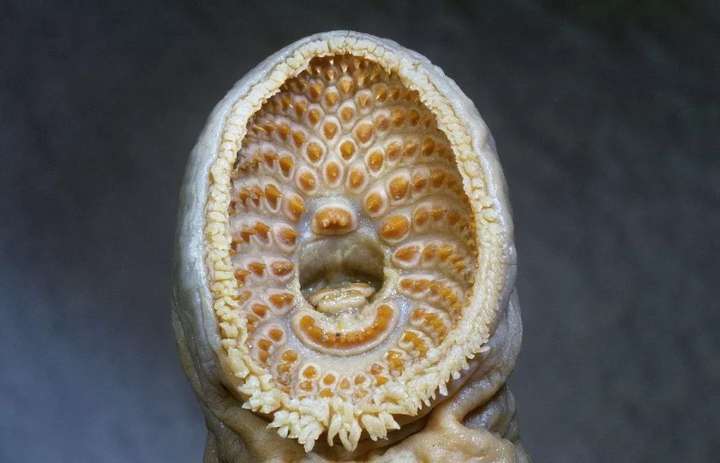 这就是七鳃鳗,被称做"生物活化石.