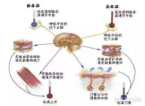 新生儿调节体温的能力差,都受哪些因素的影响?