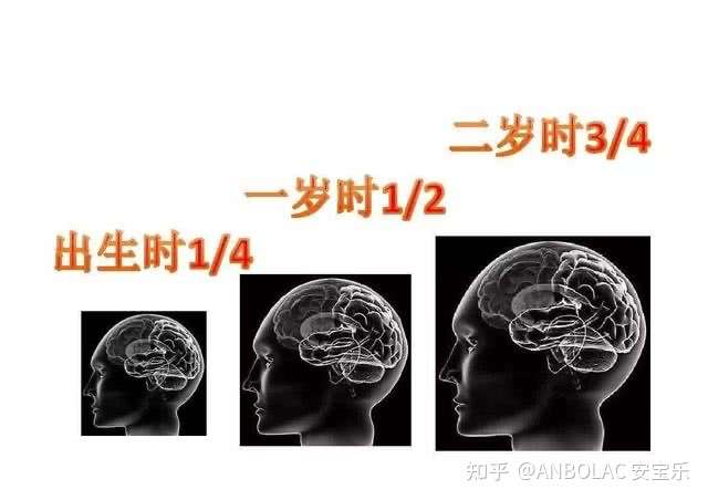 直接关系到孩子的智力,所以想要有一个聪明宝宝,重视大脑的发育就很