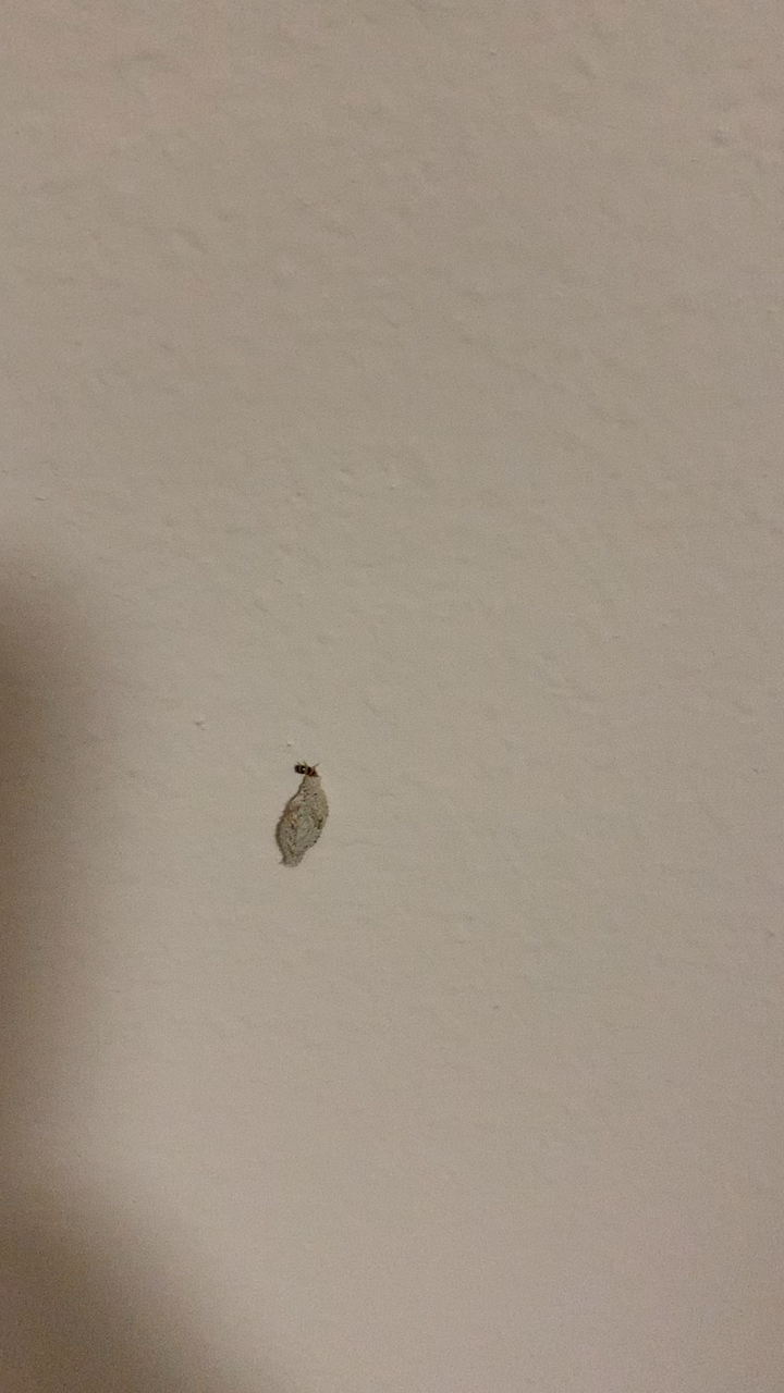 这是什么虫子?像墙灰?