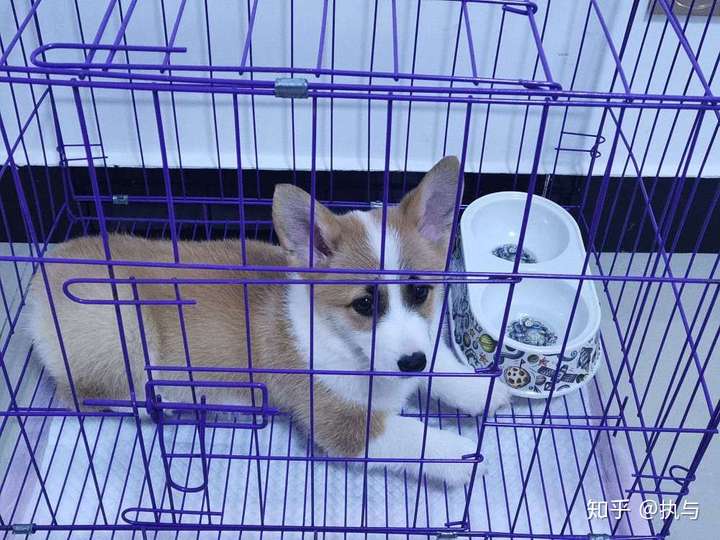 请问柯基眼睛周围的黑色会褪去吗?
