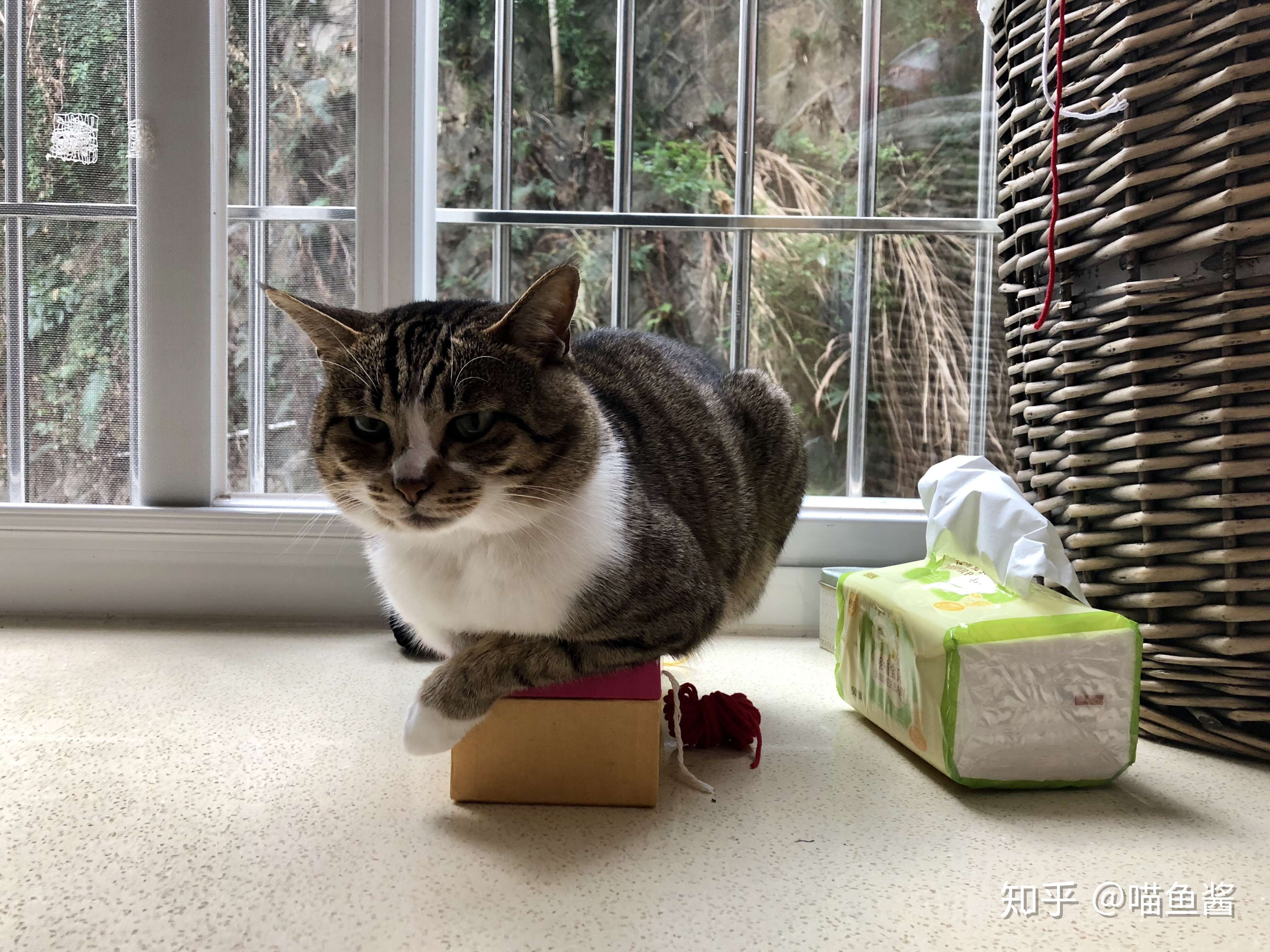 喵鱼酱 的想法 功夫鱼猫,又添新招 知乎