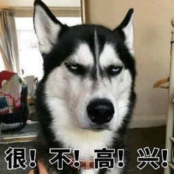 跪求抖音哈士奇抽泣表情包