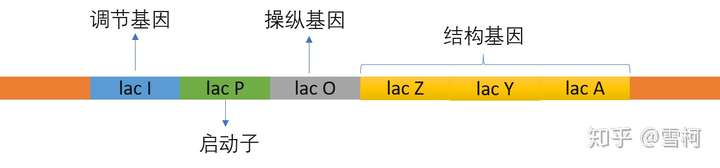 请解释乳糖操纵子的作用机理?