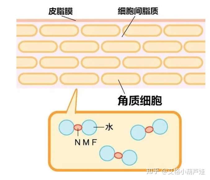 这个天然保湿因子就像角质层内的小海绵一样,可以将角质层内的水分