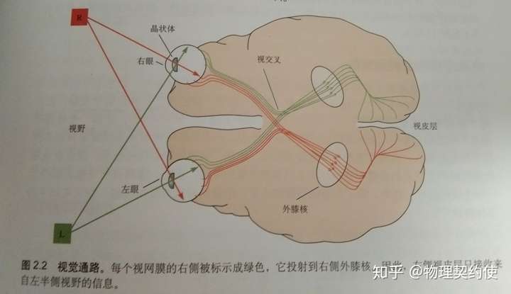 [2]视交叉的原理.