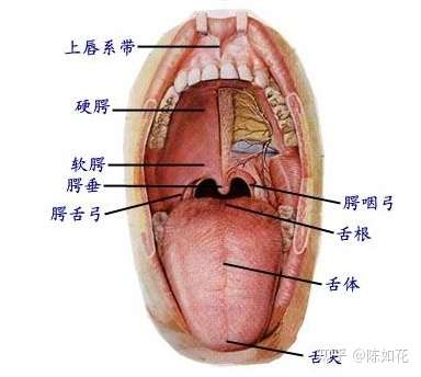 请问上颚在哪里