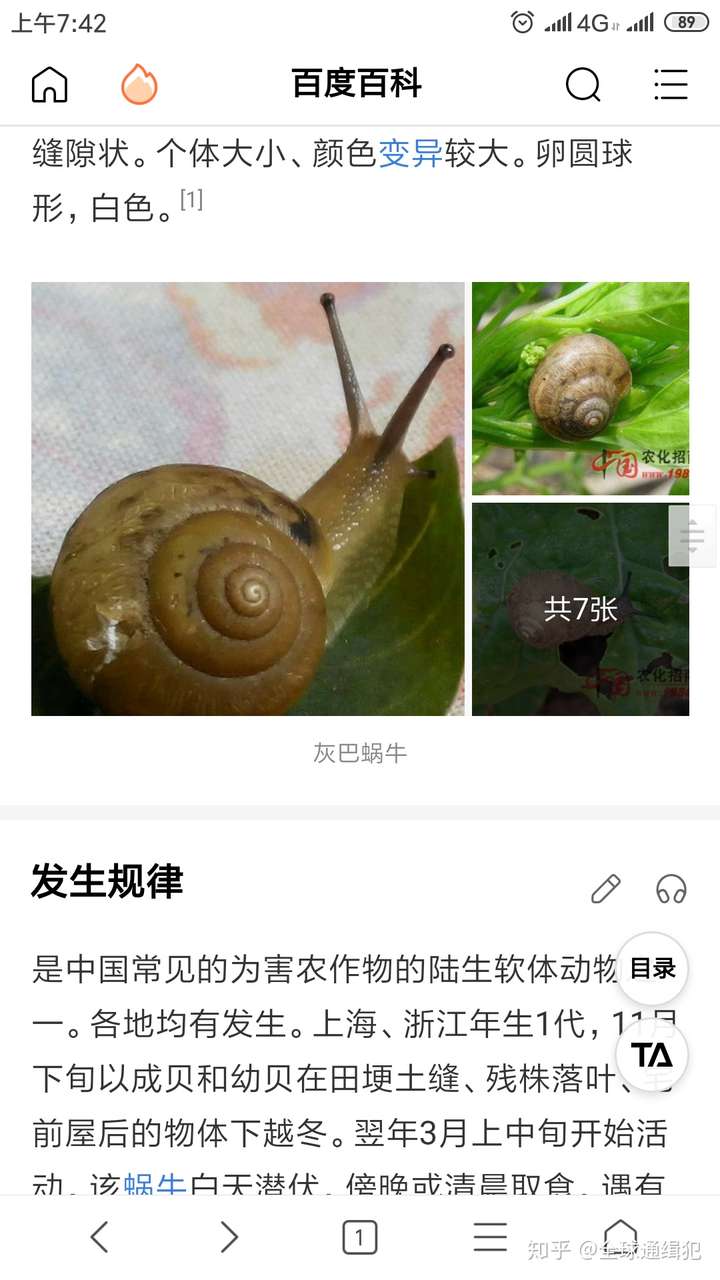 蜗牛喜欢的食物是什么