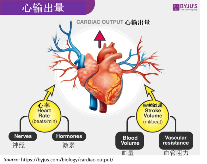 为了让身体正常运作,心脏需要以足够的速度泵血,以维持充足且持续的