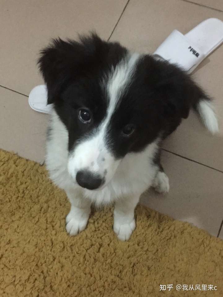 这是边境牧羊犬吗?
