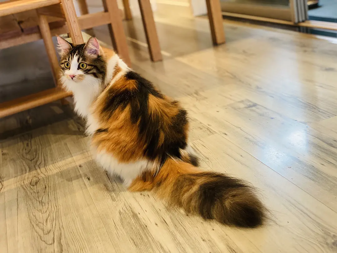 长毛三花猫是中华田园猫吗