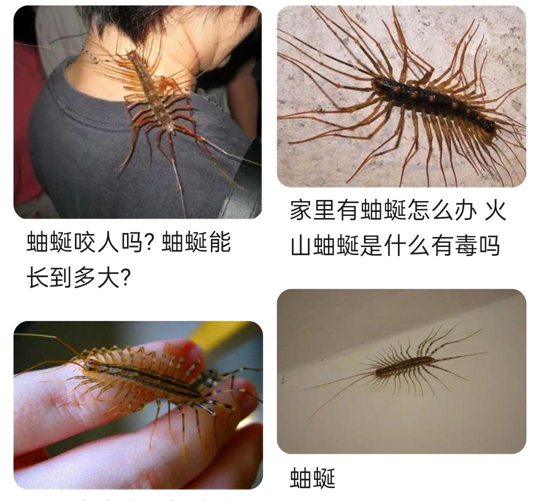 请问这只是什么节肢动物