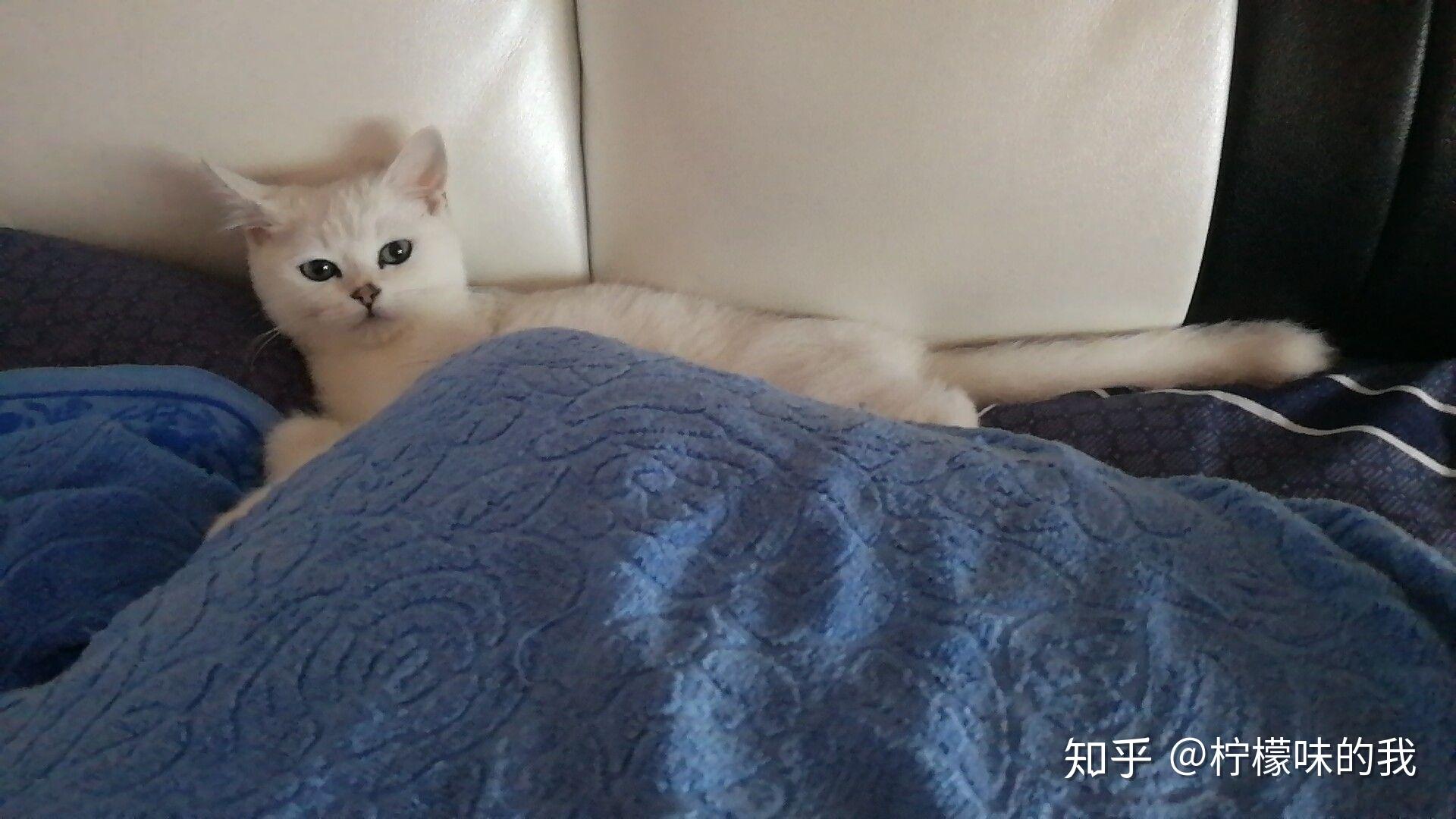 和猫睡在一个被窝会有什么风险