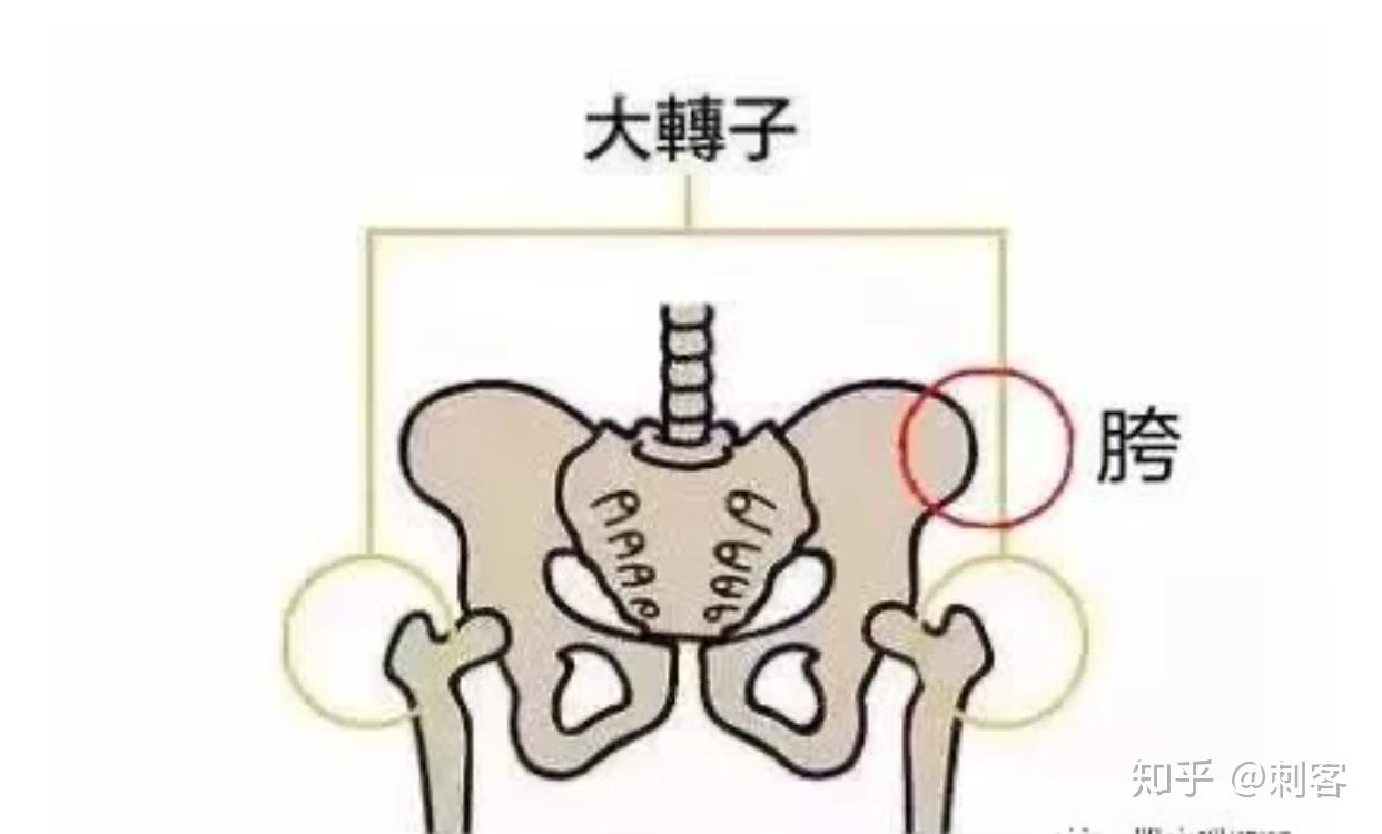 瘦大腿前侧和内侧还有点假胯宽请问泡沫轴是必须的吗