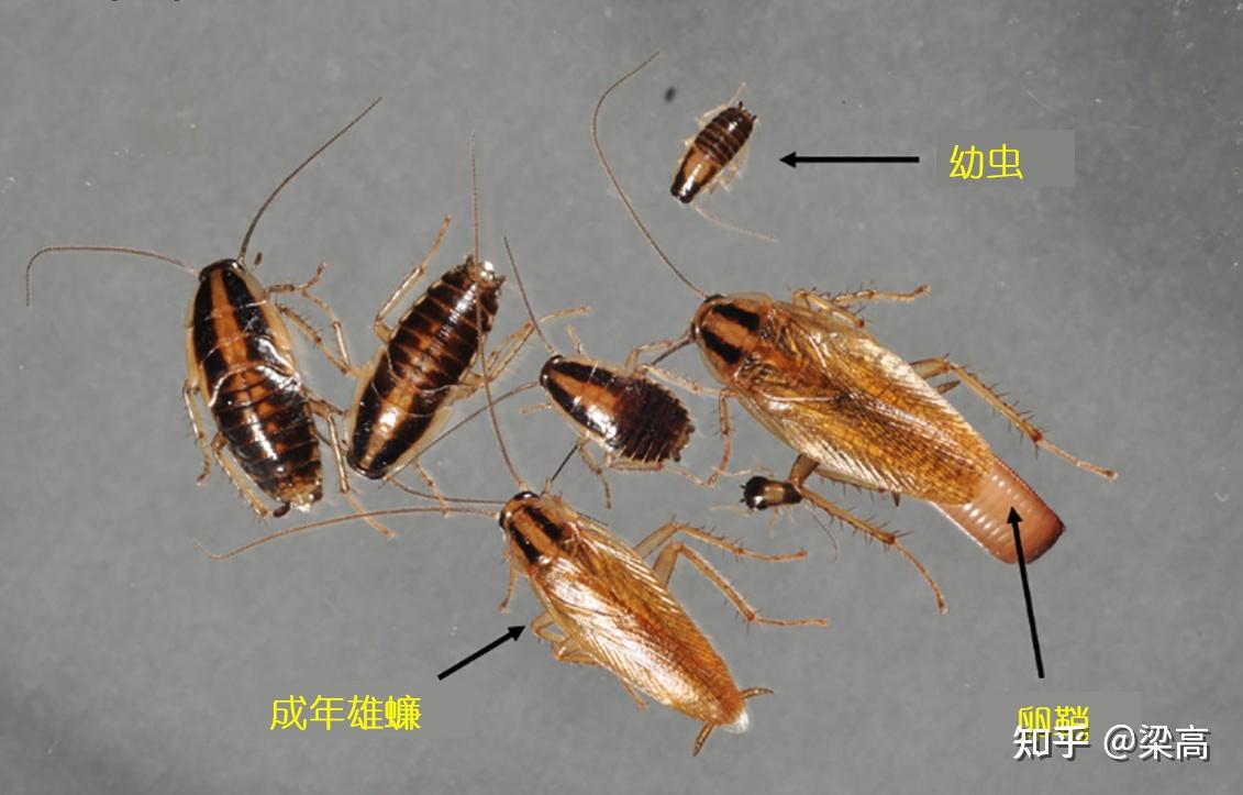 家里蟑螂多怎么能消灭干净