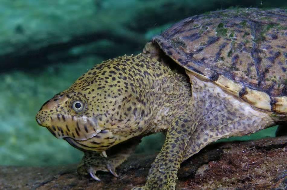 巨头麝香龟小型深水蛋龟品种