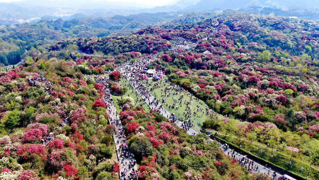 停止售票刚刚贵州百里杜鹃发布紧急通知