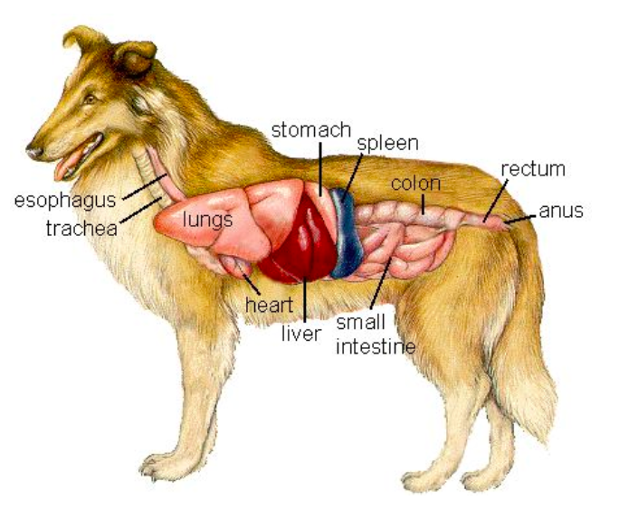 犬猫的消化系统主要由消化道