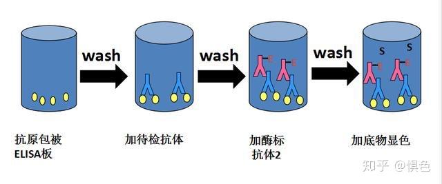 酶联免疫吸附试验的过程是怎样的高中生物的理解深度附图文注解谢谢