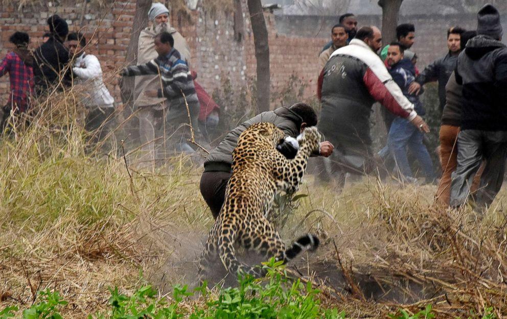 印度又现豹咬人事件为何中国的豹子怕人印度的豹子频频伤人