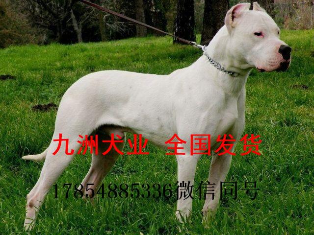 杜高犬幼犬价格