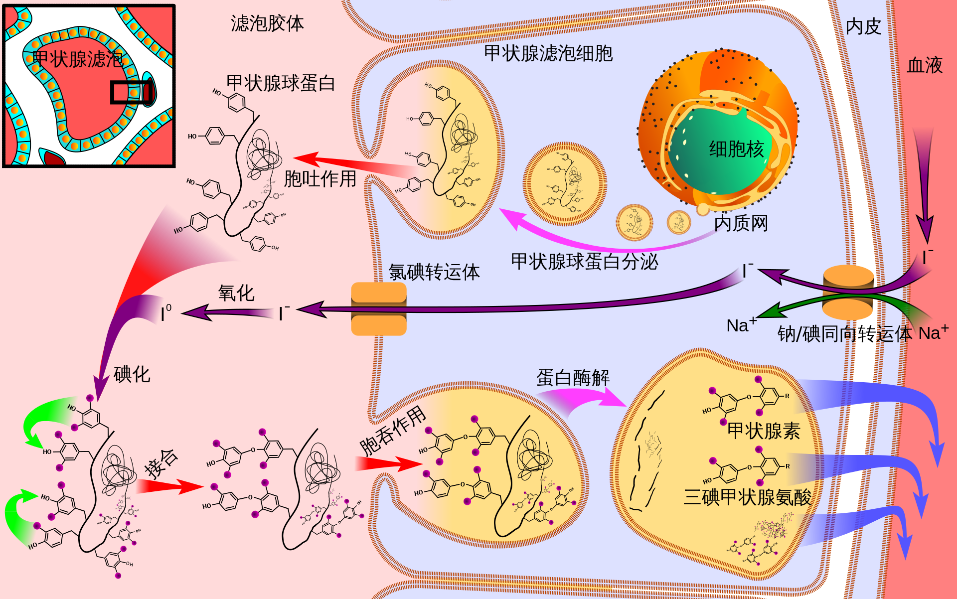 为什么甲状腺激素需要碘而不是其他元素