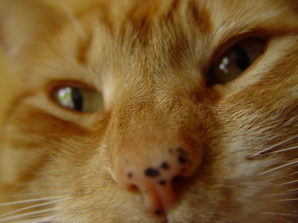 关于猫咪长斑的疑问