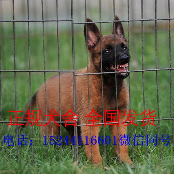 纯种爆红马犬价格红马犬多少钱一只