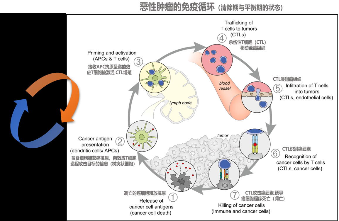 免疫检查点抑制剂的耐药无效思考