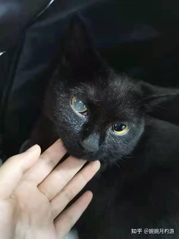 猫咪白内障和猫鼻支的区别