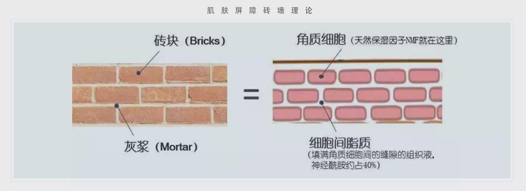 elias教授最早提出了皮肤屏障的砖块水泥结构:砖块就是角质细胞,而