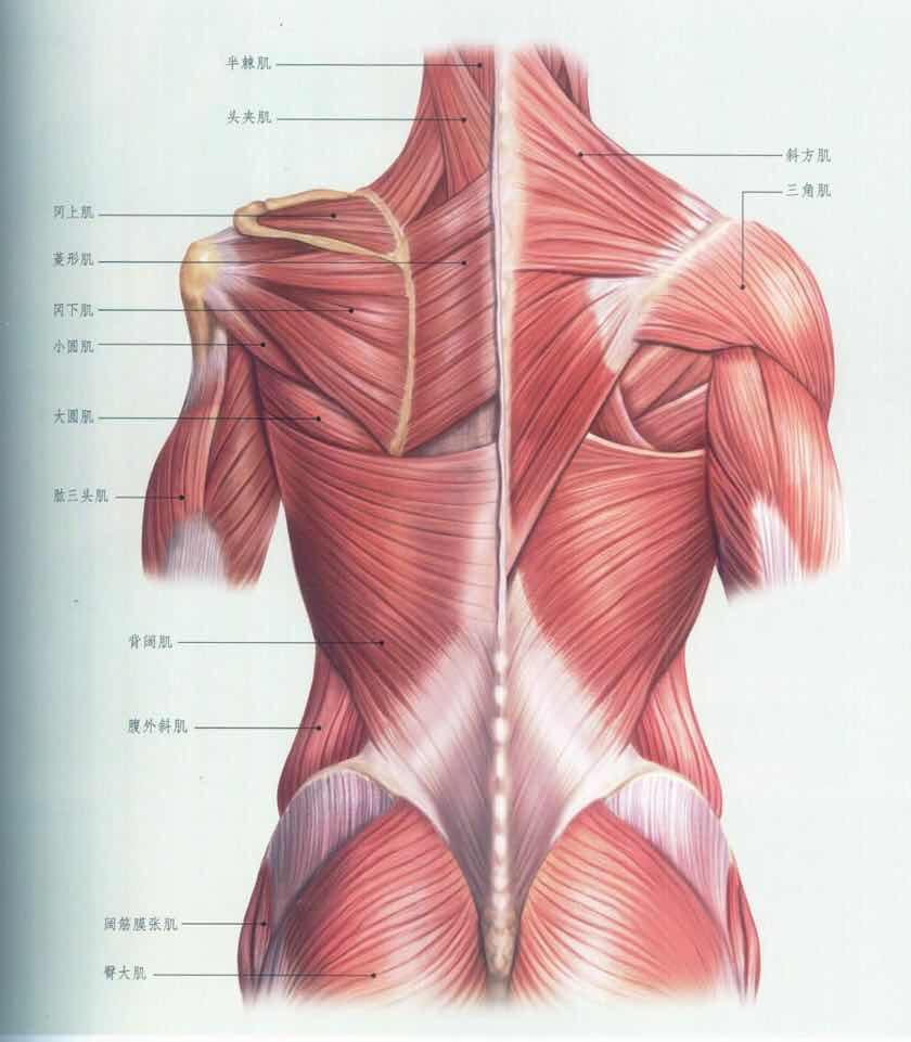 最详细肌肉拉伸教程二背部拉伸