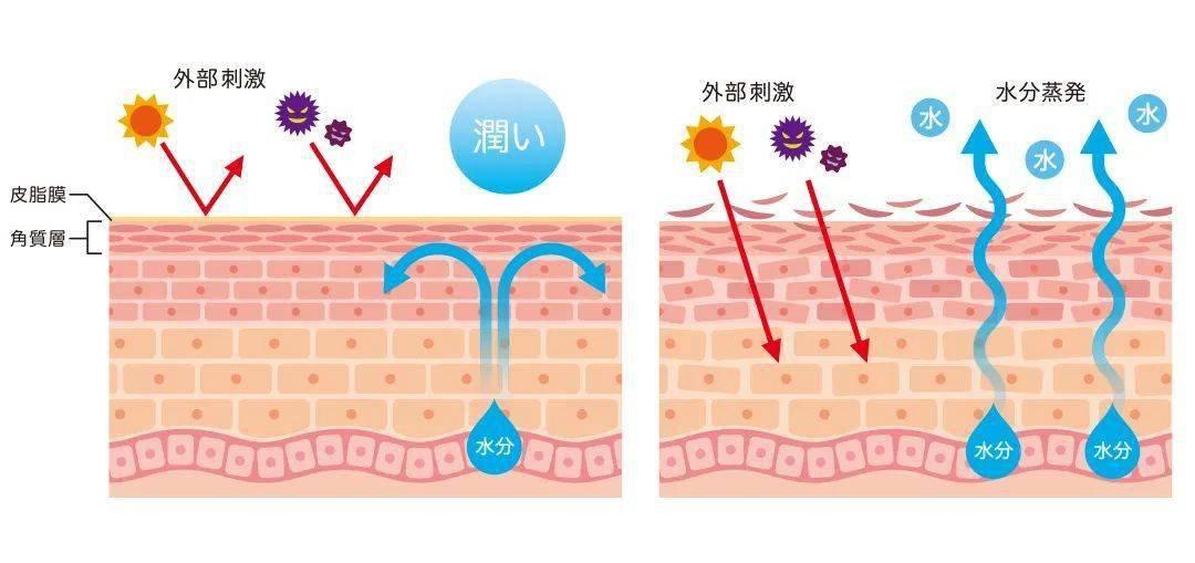 一旦皮肤屏障受损,皮肤可能