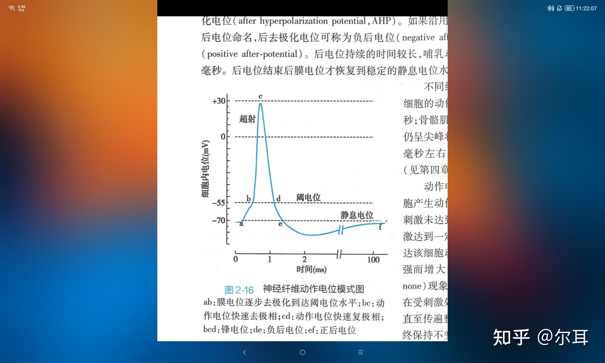 运动生理学的动作电位中去极化是不是只在超射的上升部分