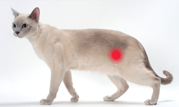 猫膀胱结石症状临床治疗方法有哪些