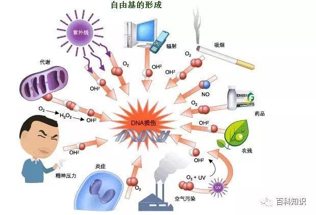 自由基到底是坏小子还是好小子