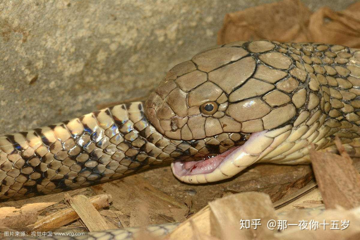 平头蛇与三角头蛇