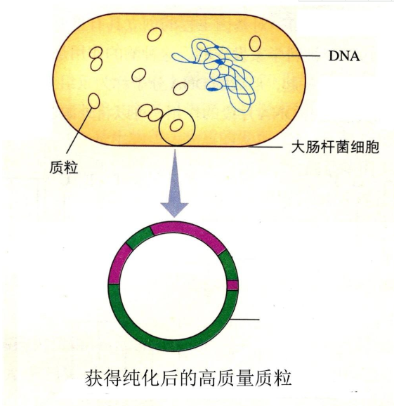 去内毒素中量质粒提取步骤