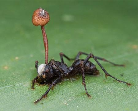 红火蚁具有那么强的生物属性它的天敌是什么