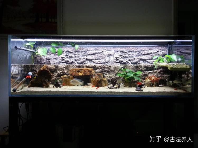 有没有比较好养的小型热带鱼鱼缸大约1米x08米x04米有人造水草和底石