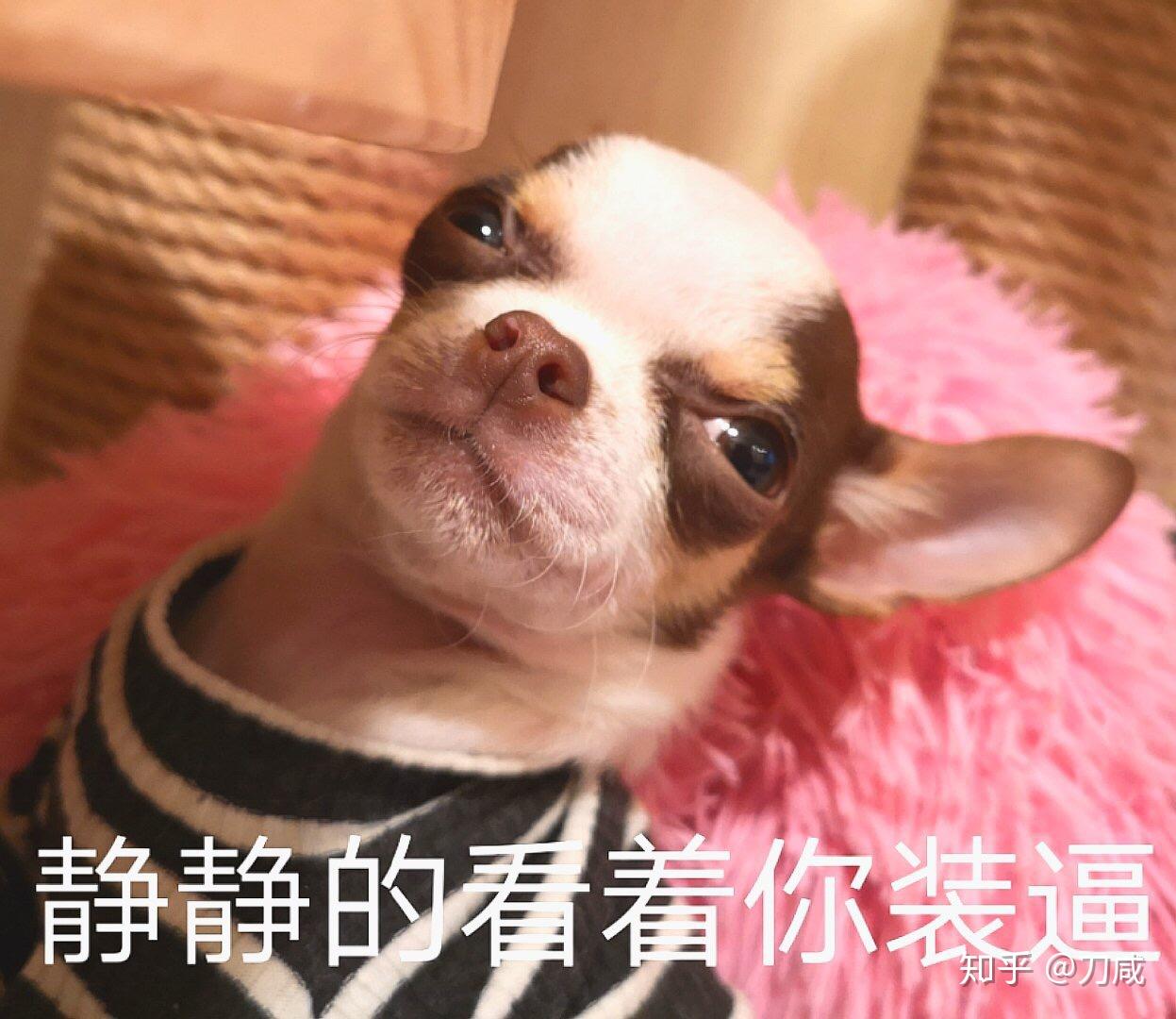 吉娃娃的表情包好沙雕啊能不能分享一些