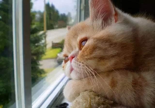 为什么猫咪喜欢看向窗外跟3个原因有关