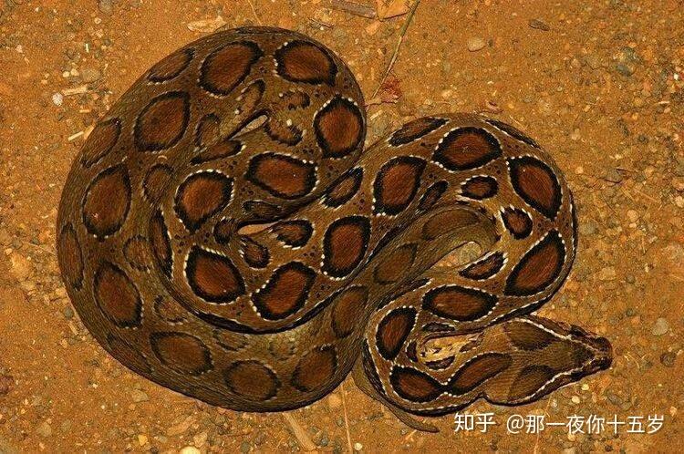 平头蛇与三角头蛇