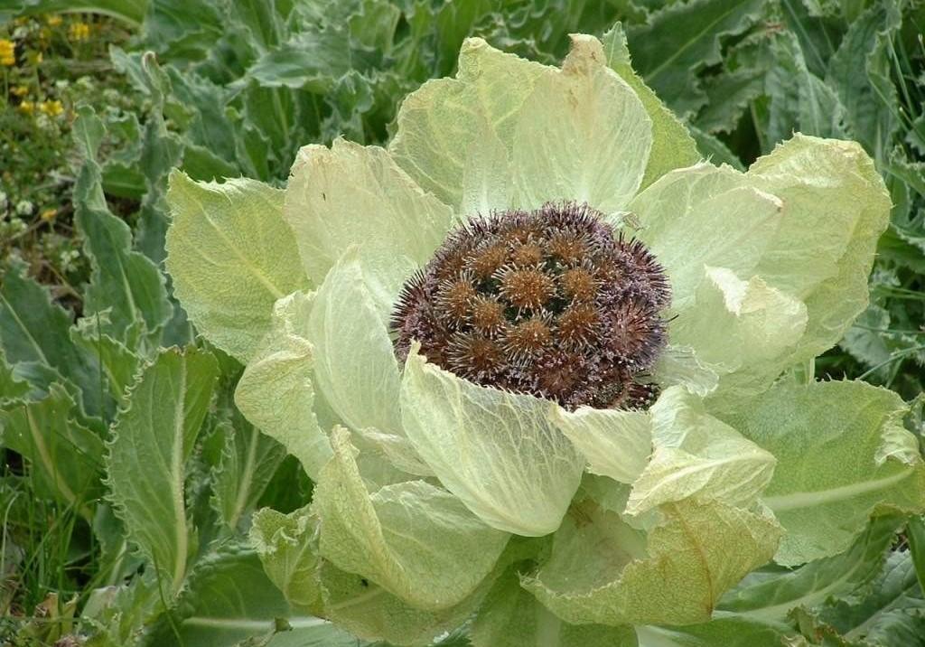 天山雪莲冰清玉洁西域奇花独傲严寒之中