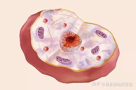 卵子排出后有什么症状